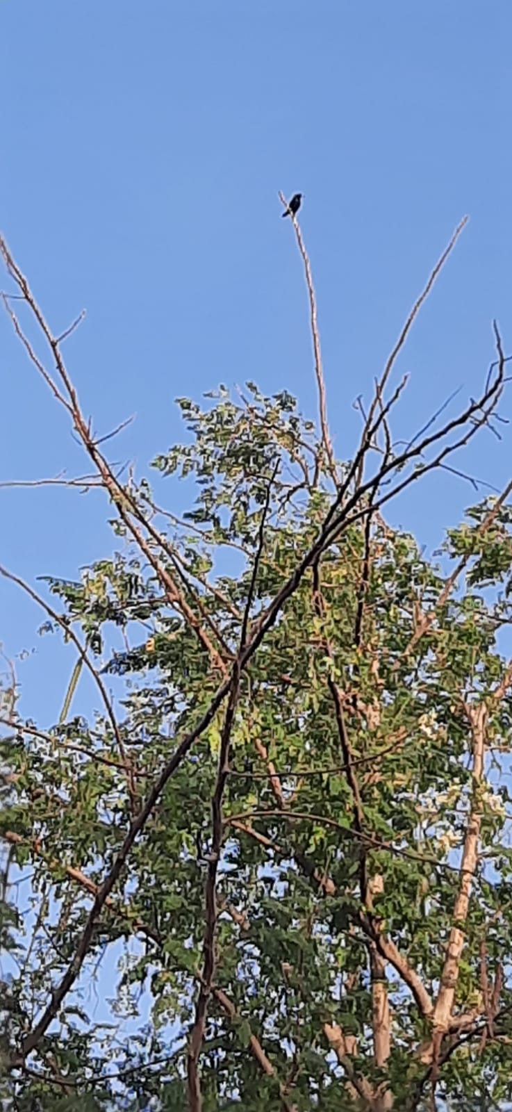 Beawar
